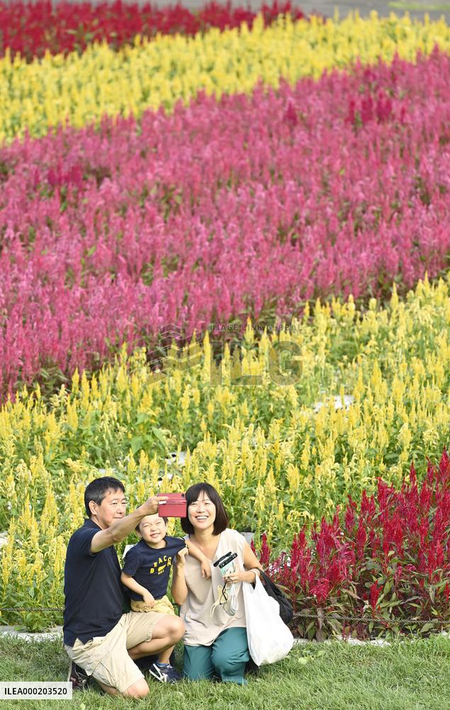 Celosia field in Japan