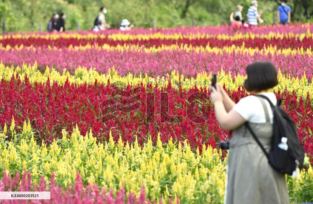 Celosia field in Japan