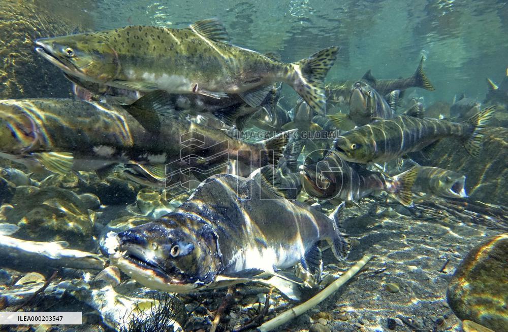 Pink salmon in Hokkaido