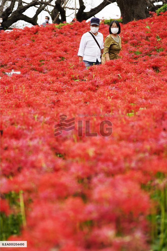 Spider lilies at Japanese park
