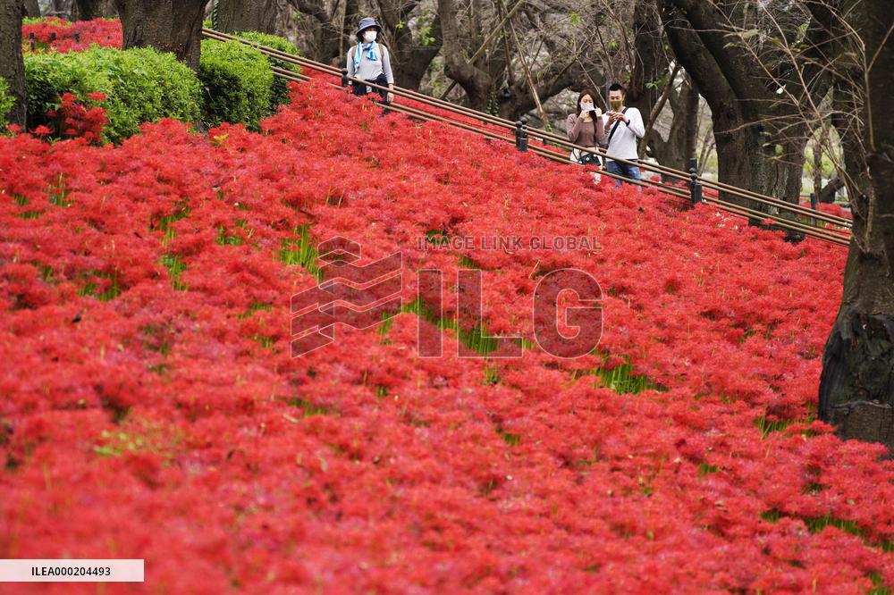 Spider lilies at Japanese park