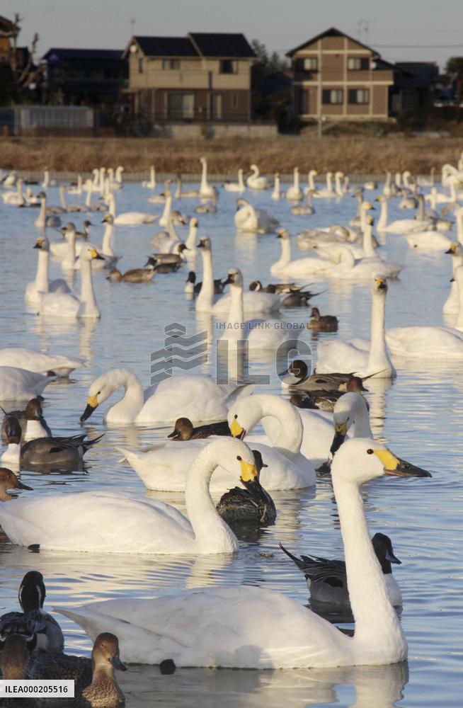 Swans in eastern Japan