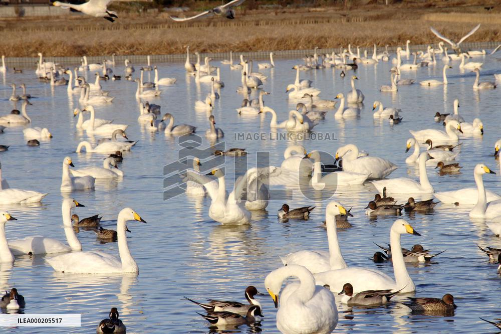 Swans in eastern Japan