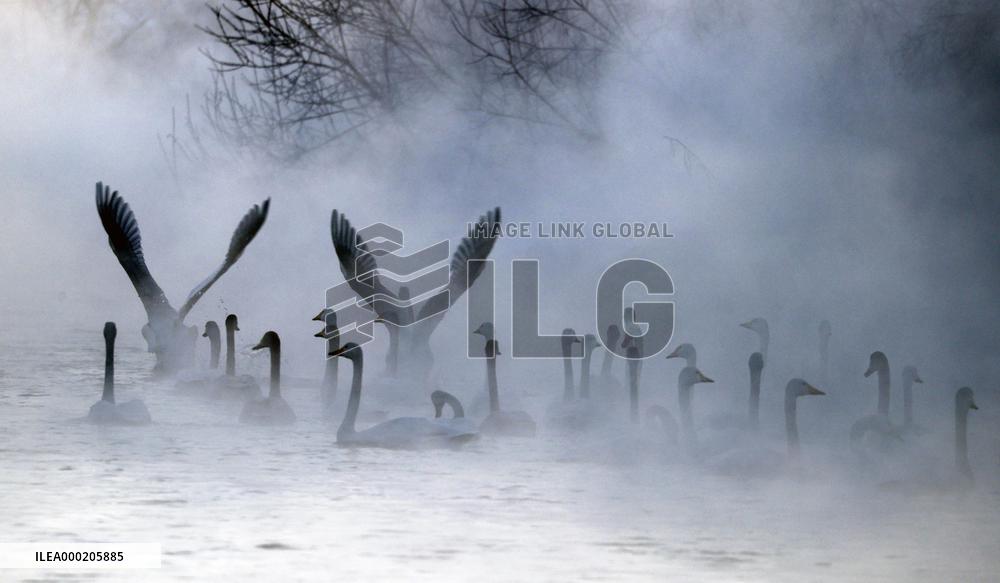Swans in Hokkaido