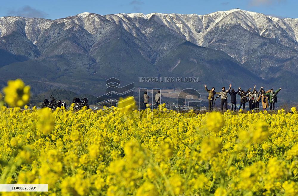 Canola flowers at western Japan park