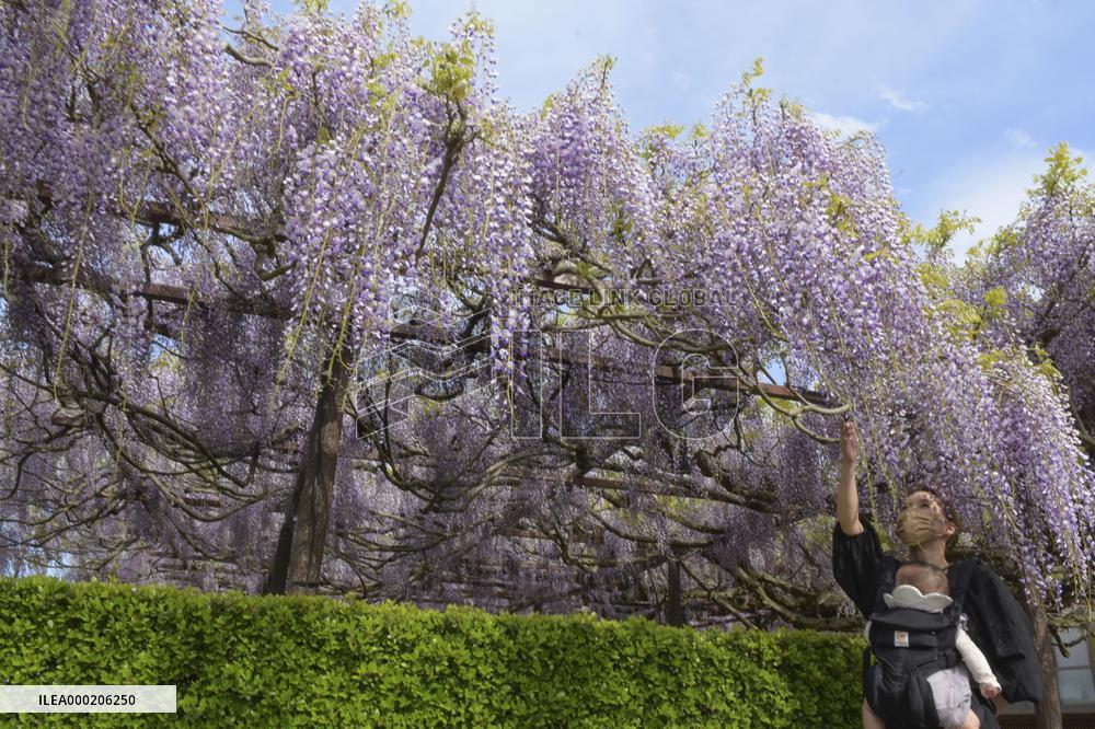 Wisteria flowers at Japanese temple