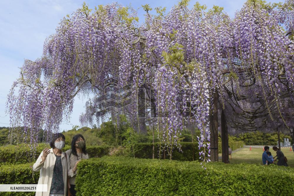 Wisteria flowers at Japanese temple