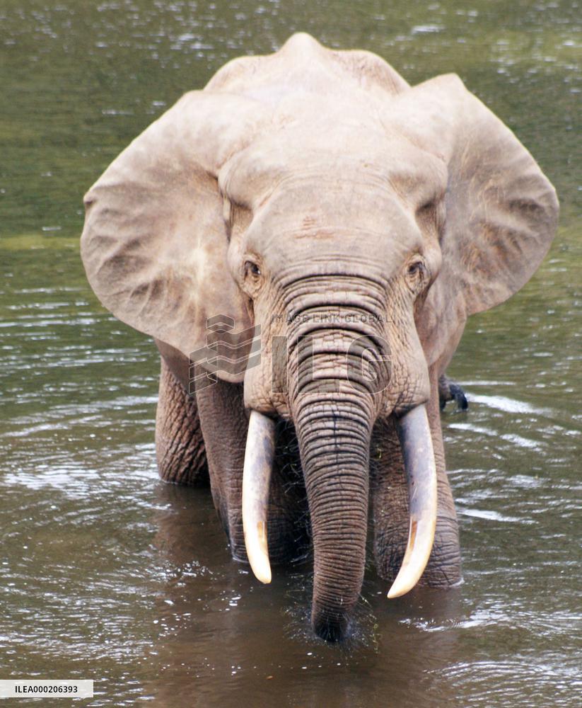 African forest elephant