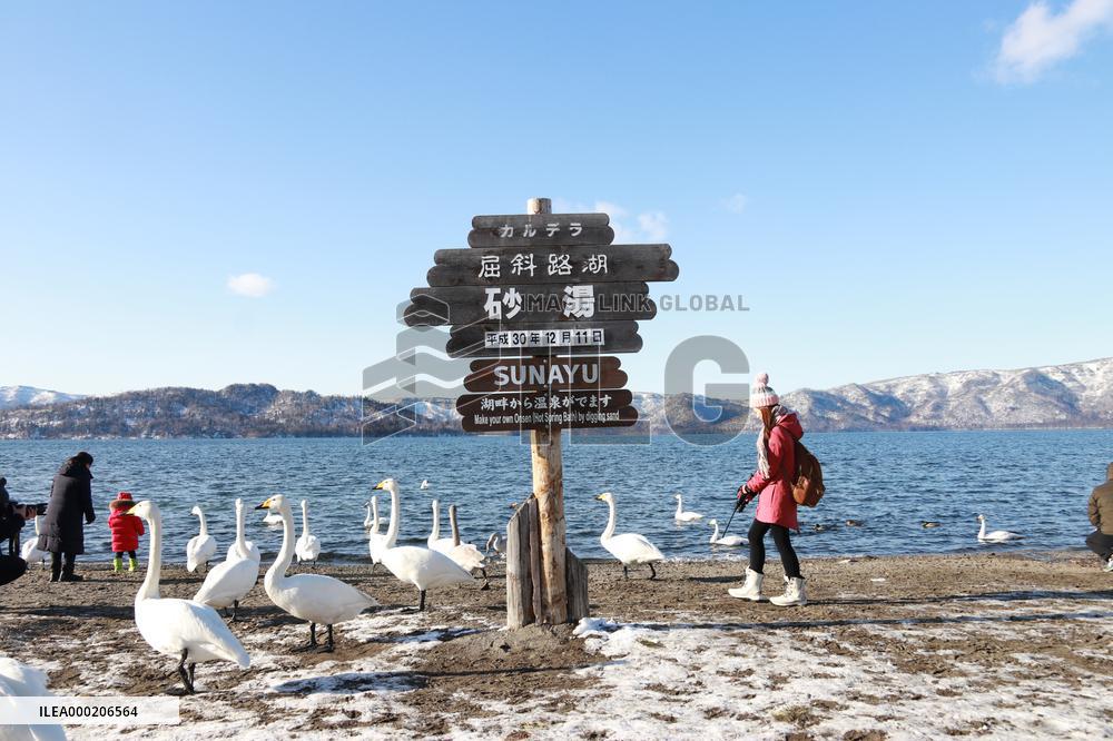 Sandbaths and swans