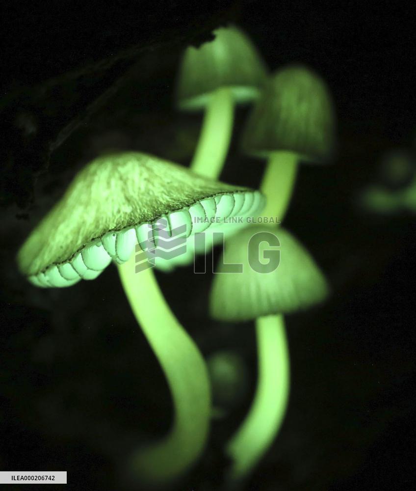 Glowing mushrooms in Japan's Wakayama