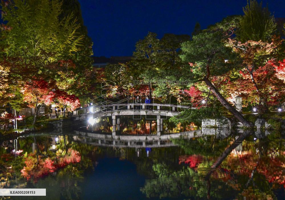 Maple trees lit up at Kyoto temple
