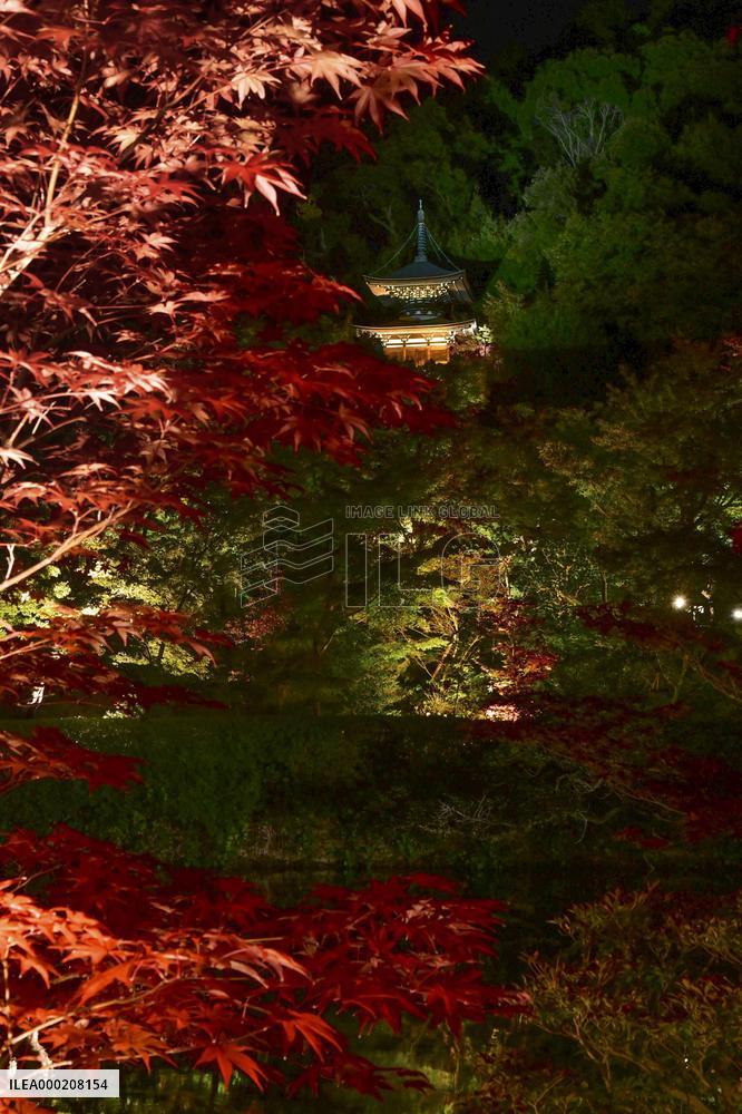 Maple trees lit up at Kyoto temple