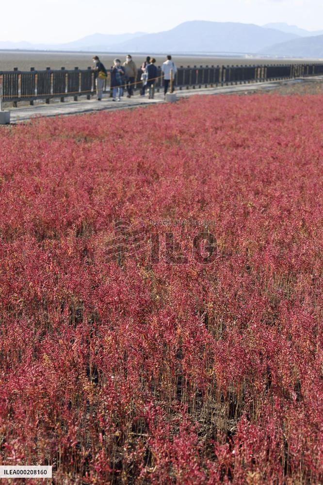 Suaeda japonica flowers in Saga, Japan
