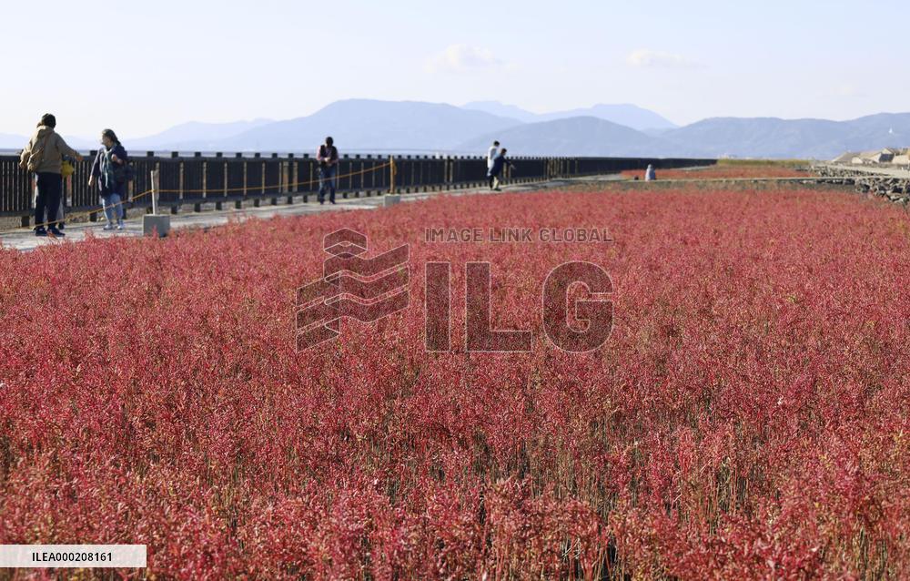 Suaeda japonica flowers in Saga, Japan