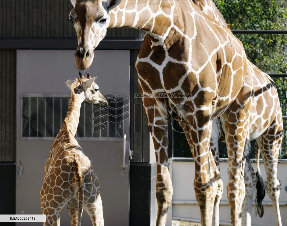 Baby giraffe at western Japan zoo
