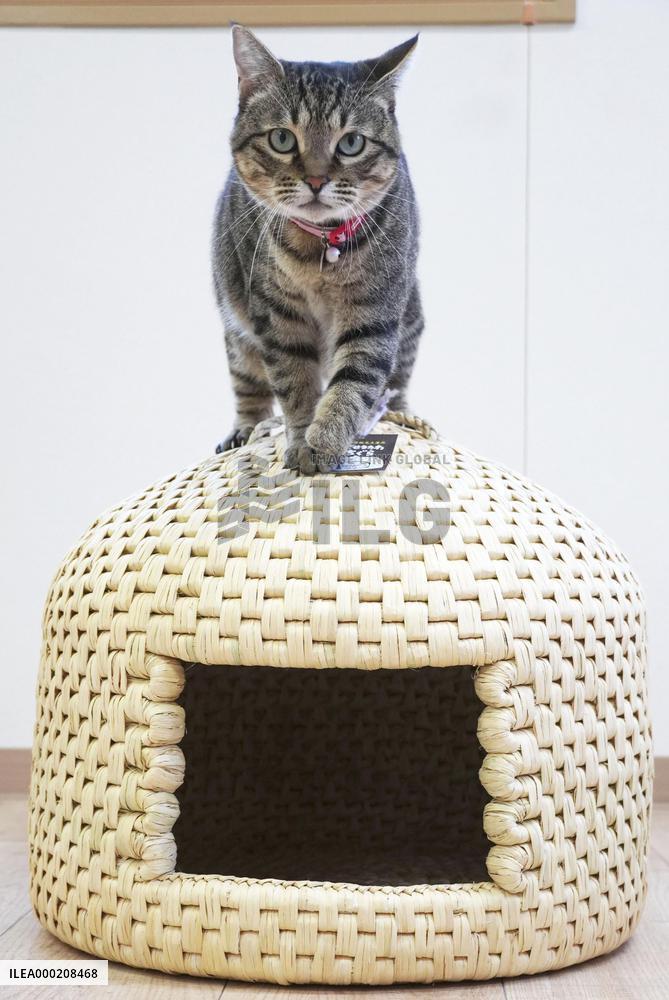 Straw cat house