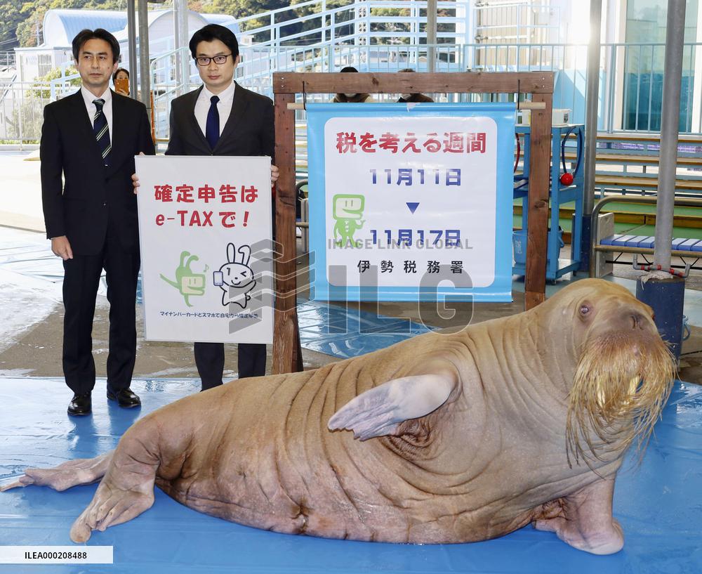 Walrus at tax payment promotion event in Japan