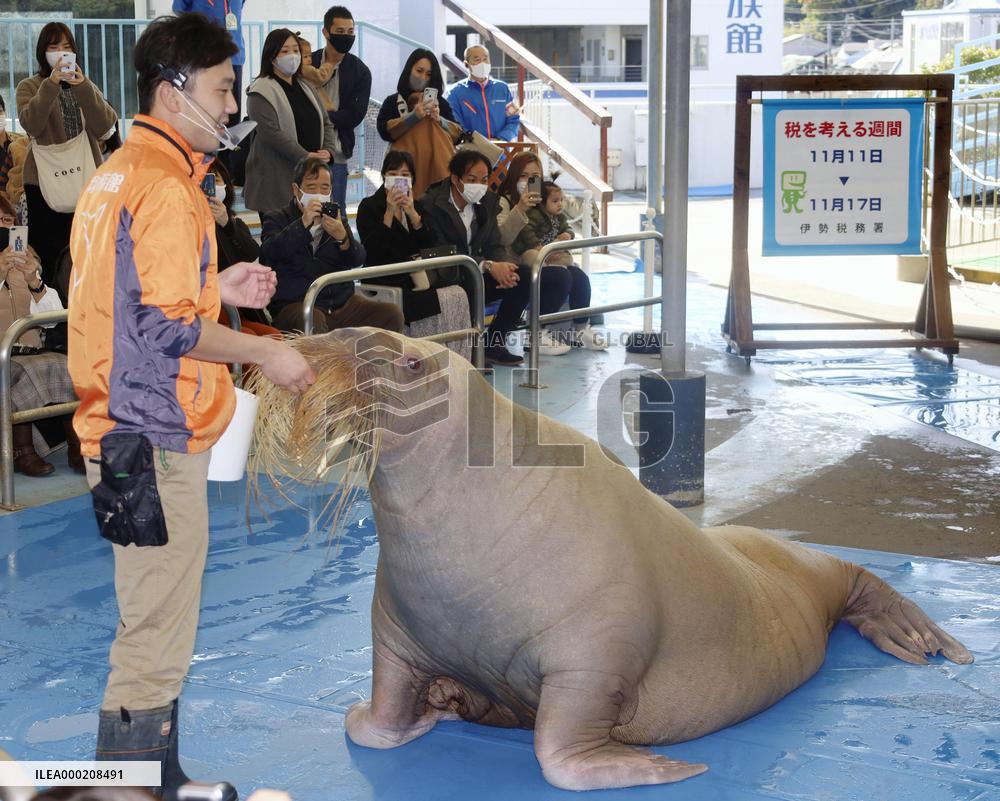 Walrus at tax payment promotion event in Japan