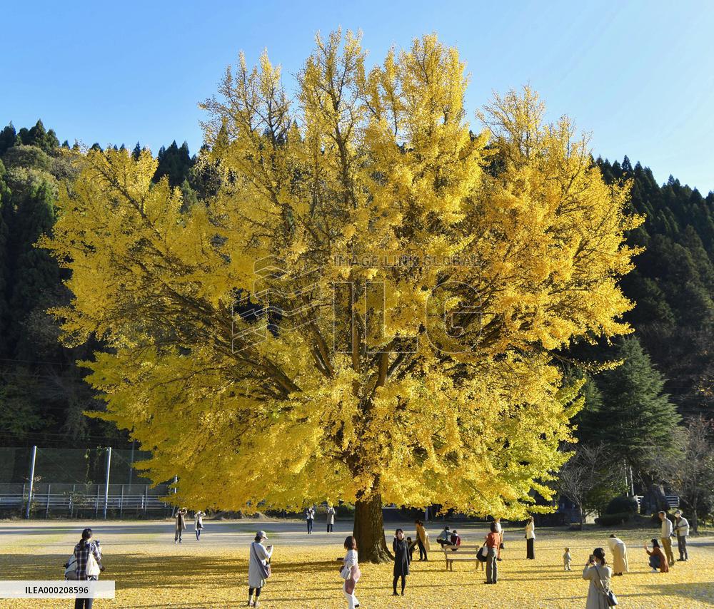 Large ginkgo tree in western Japan