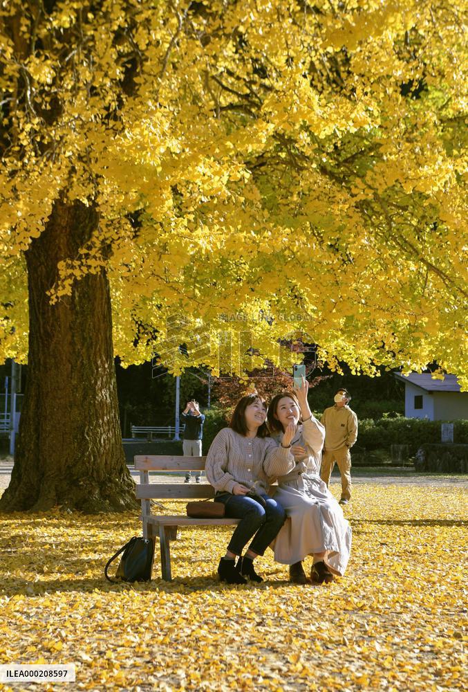 Large ginkgo tree in western Japan