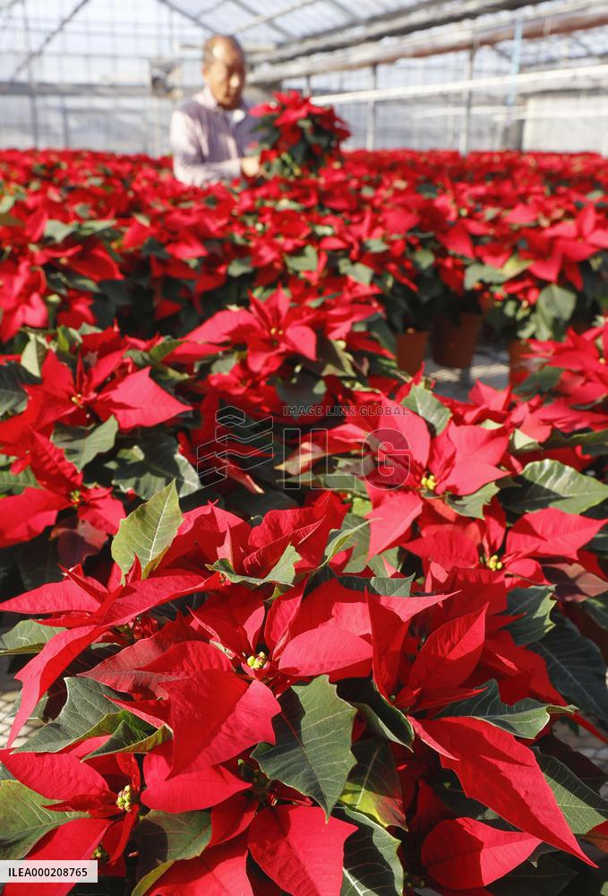 Poinsettia ready for shipment in Japan ahead of Christmas