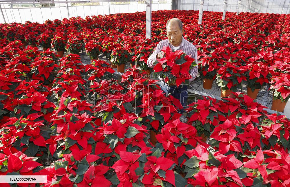 Poinsettia ready for shipment in Japan ahead of Christmas