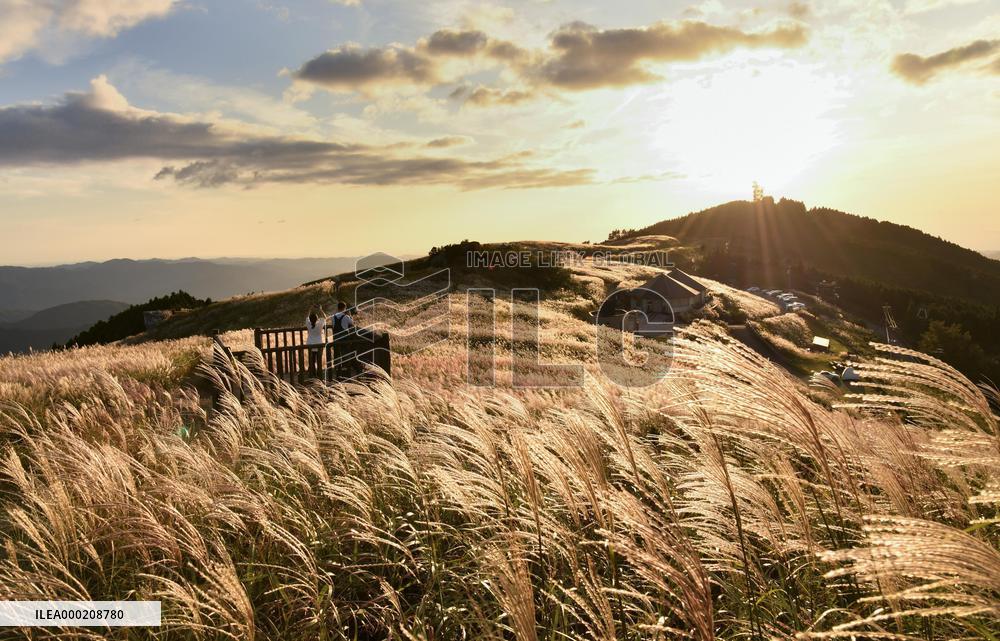 Silver grass in western Japan