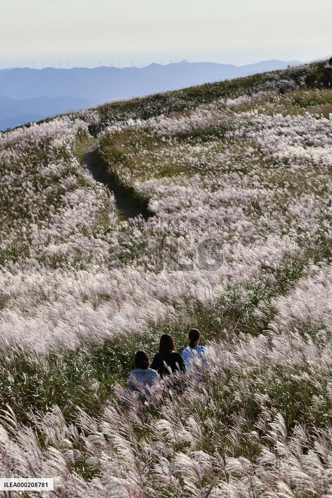 Silver grass in western Japan