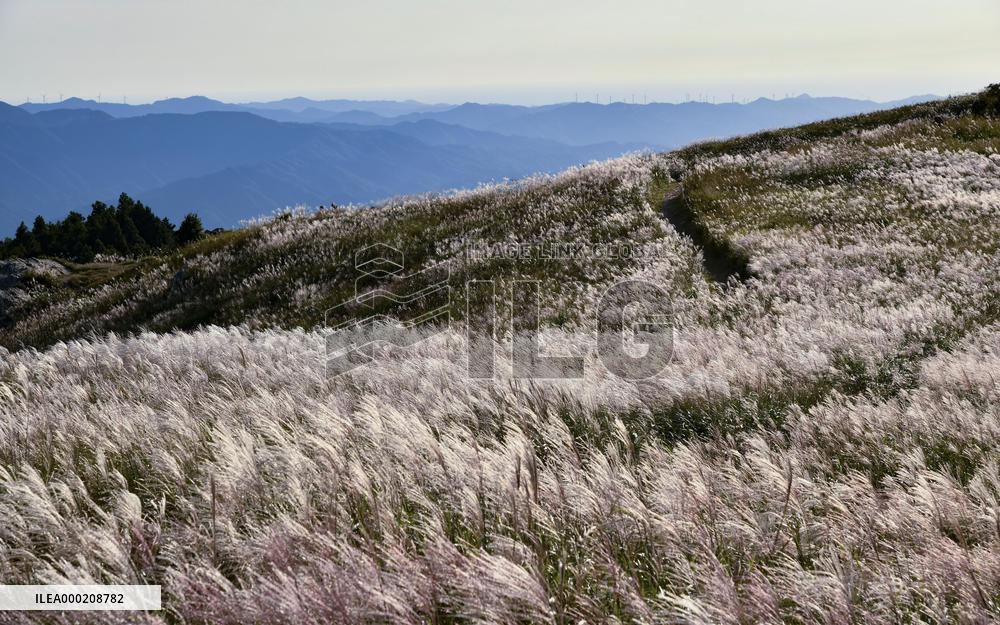 Silver grass in western Japan