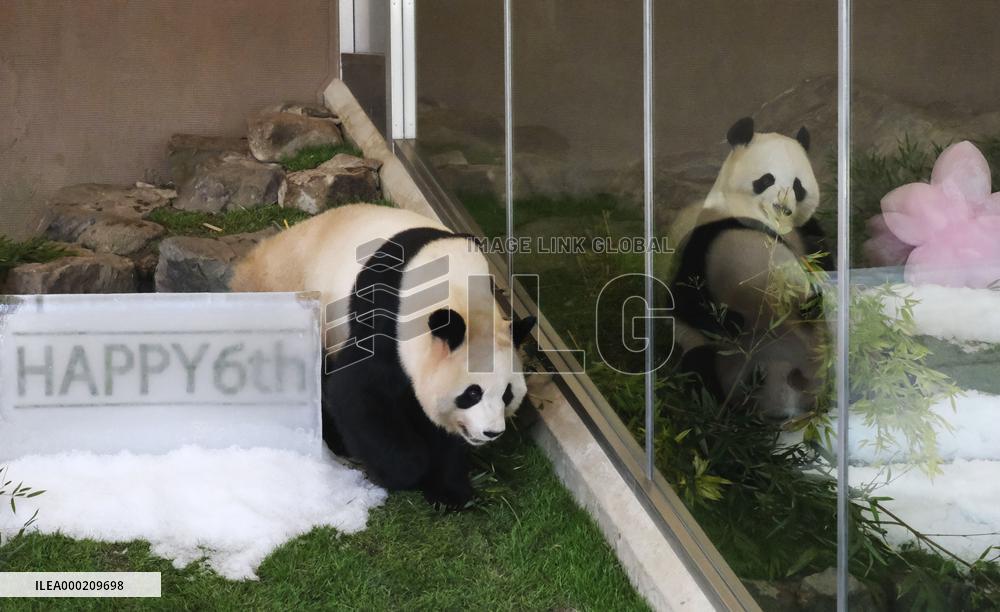 Panda twins have 6th birthday in Japan