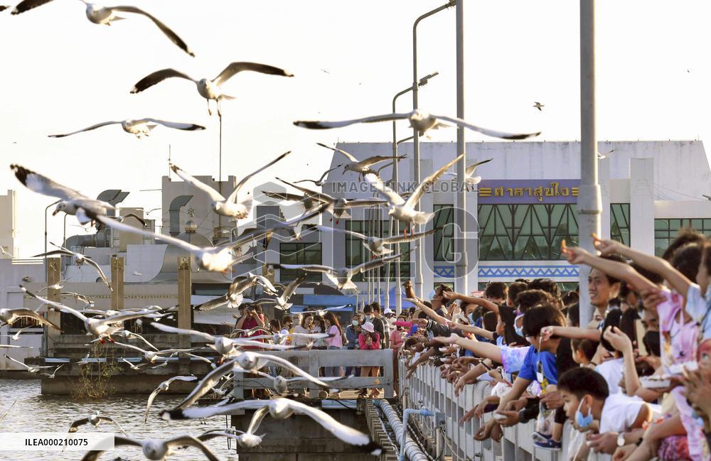 Seagulls in Thailand