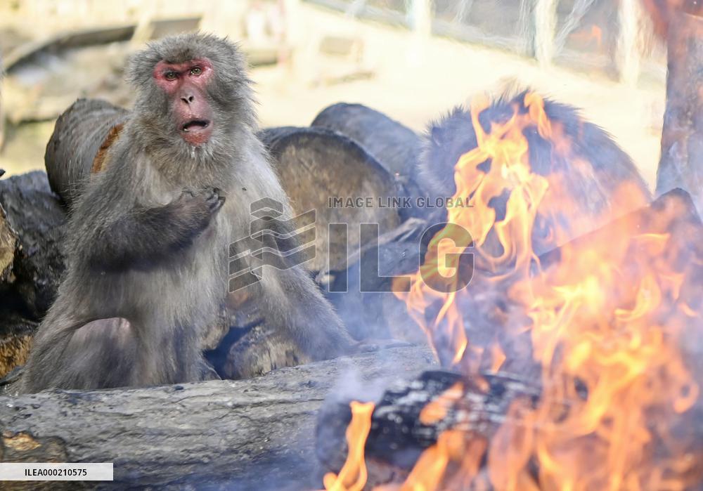 Monkeys around bonfire in central Japan