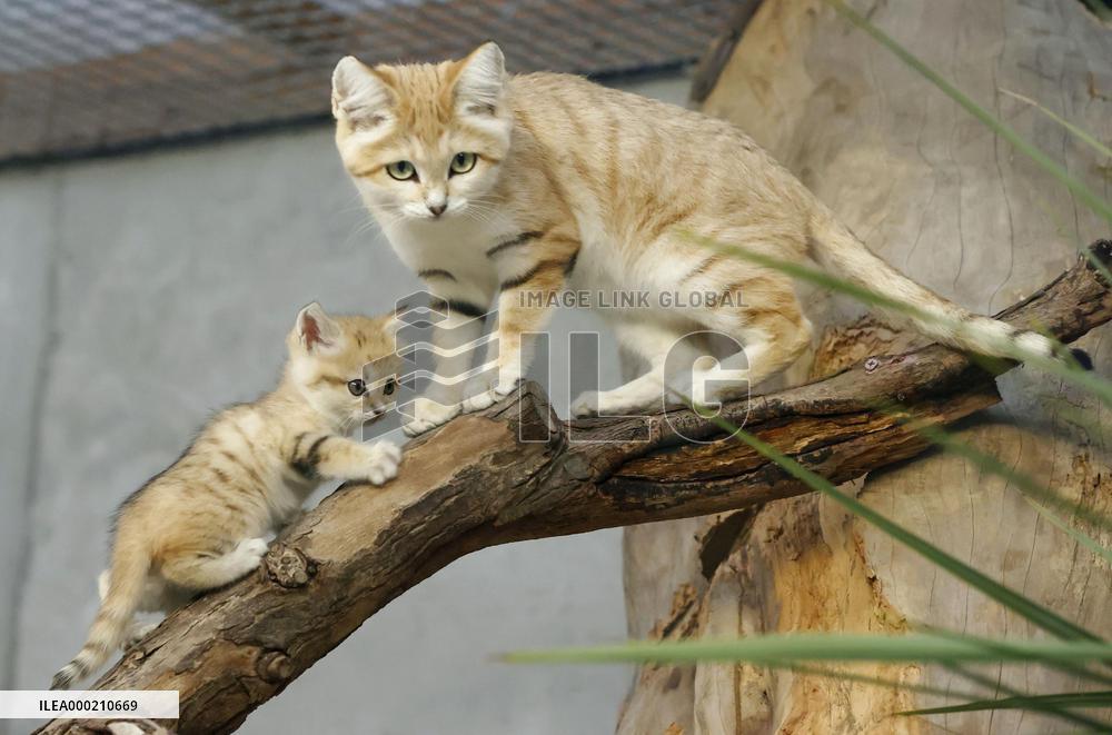 Sand cats at Japanese zoo