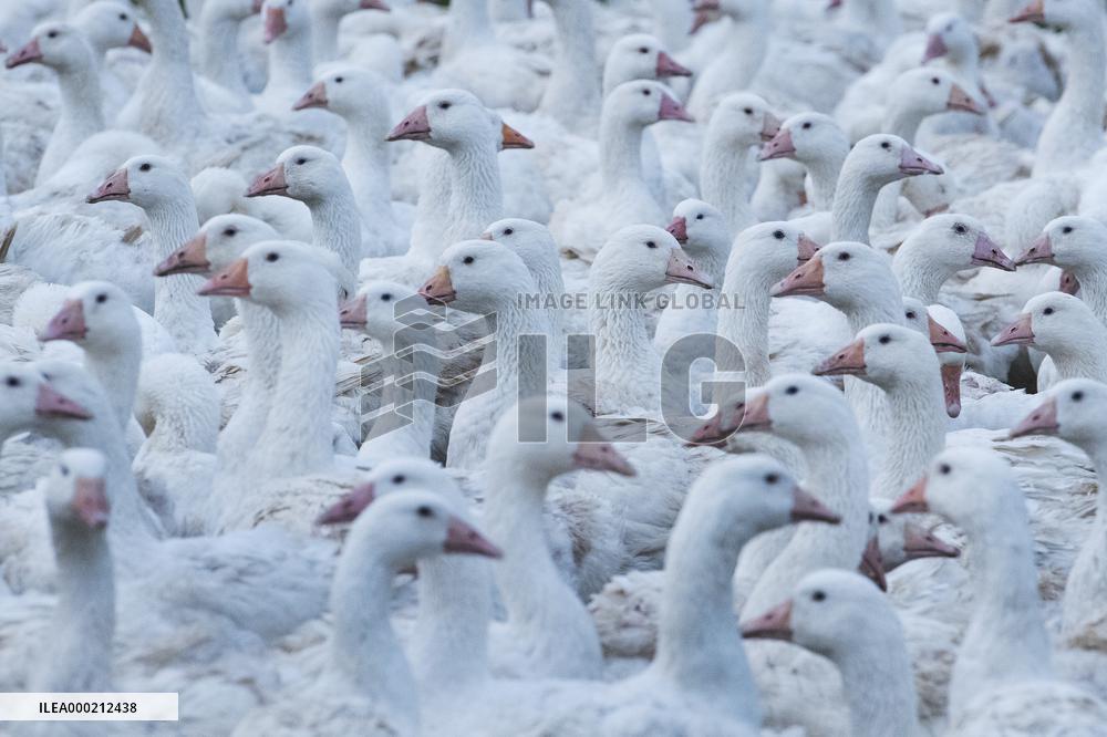 Goose farm, domestic Goose, Anser anser f. domesticus