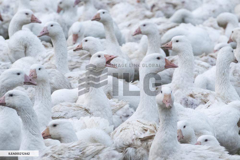Goose farm, domestic Goose, Anser anser f. domesticus