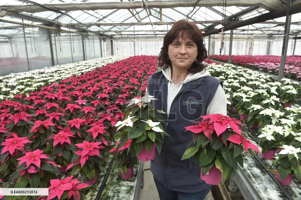 Christmas flower (Euphorbia pulcherrima), star, greenhouse