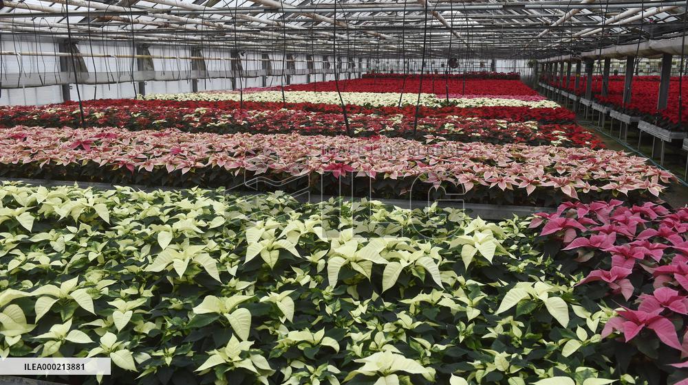 Christmas flower (Euphorbia pulcherrima), star, greenhouse