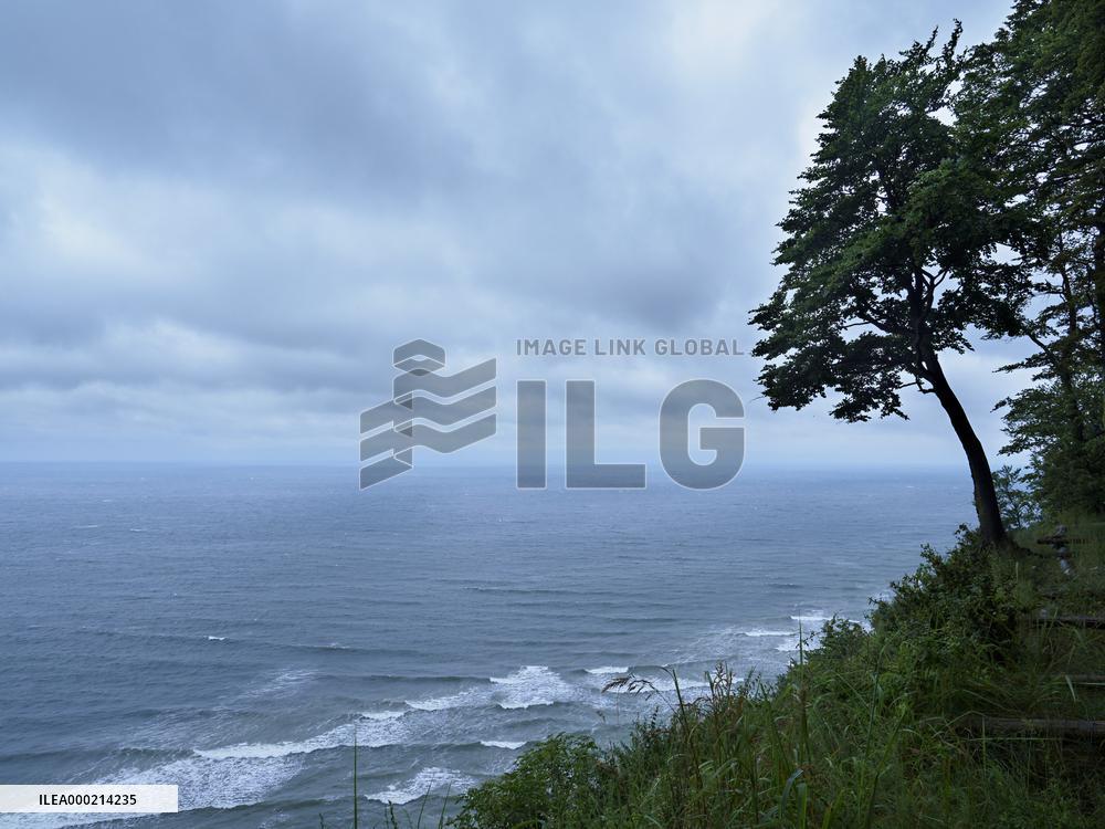 Tree over frothy turbulent sea