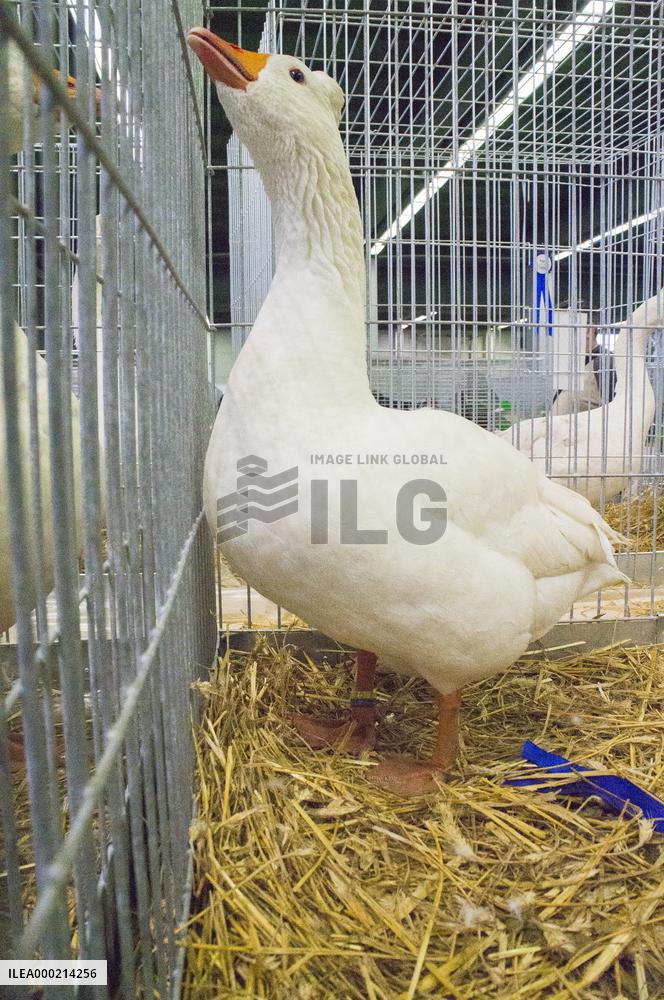 Czech crested Goose breed, Anser anser f. domesticus, National exhibition of farming animals Chovatel 2018