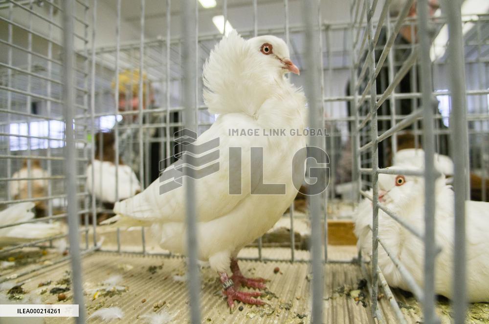 pigeon, Old Dutch Capuchine breed, white, National exhibition of farming animals Chovatel 2017