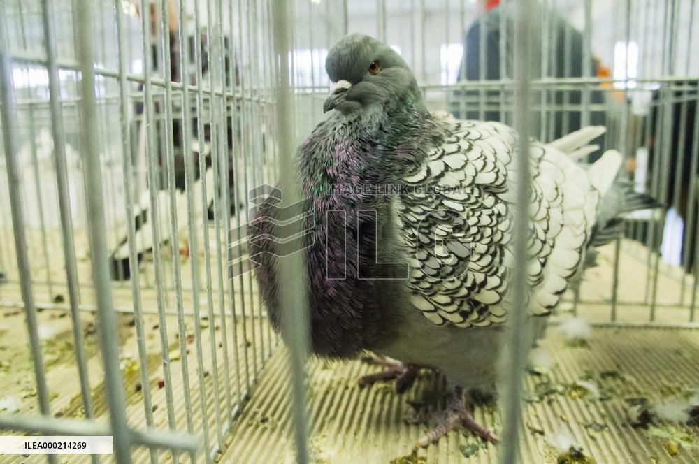 pigeon, Polish Lynx breed, National exhibition of farming animals Chovatel 2018