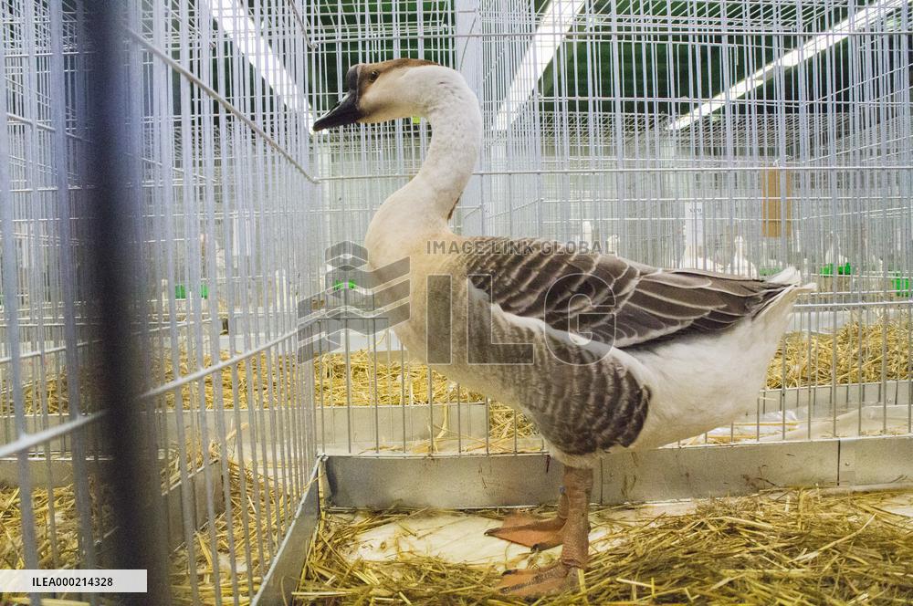 Swan Goose breed, Anser cygnoid, National exhibition of farming animals Chovatel 2018