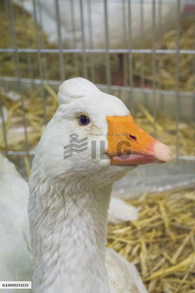 Czech crested Goose breed, Anser anser f. domesticus, National exhibition of farming animals Chovatel 2018