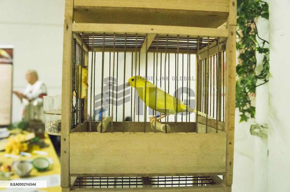 Island Canary, Serinus canaria forma domestica, cage with miner's canary, National exhibition of farming animals Chovatel 2018