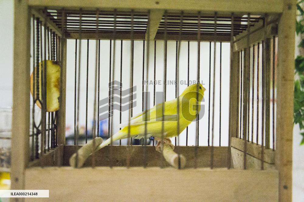 Island Canary, Serinus canaria forma domestica, cage with miner's canary, National exhibition of farming animals Chovatel 2018