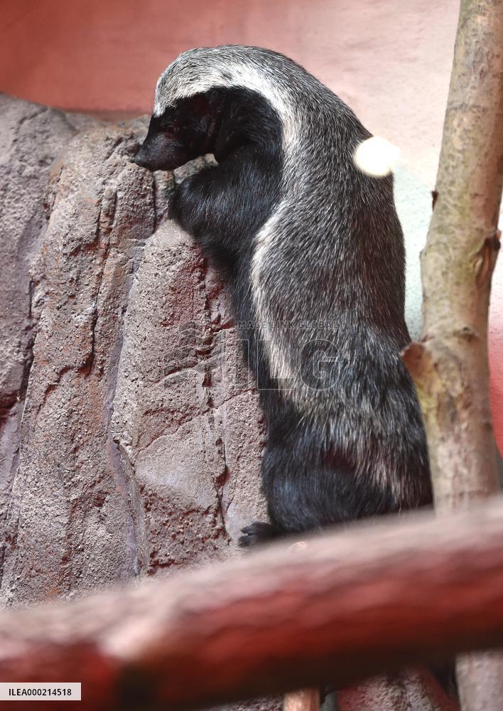 honey badger (Mellivora capensis)