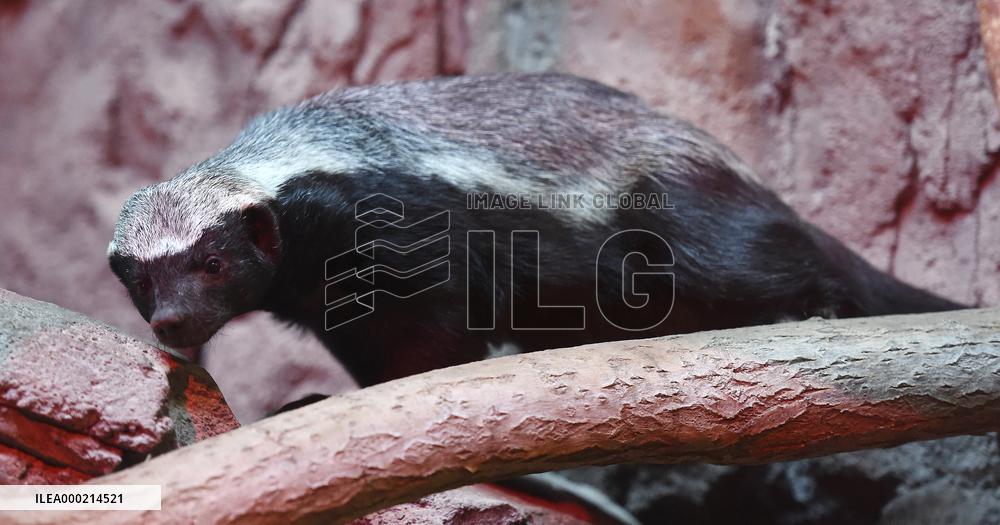 honey badger (Mellivora capensis)