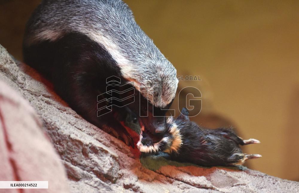 honey badger (Mellivora capensis)