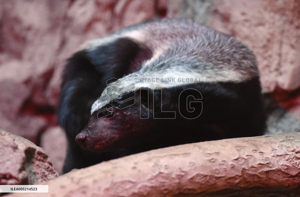 honey badger (Mellivora capensis)
