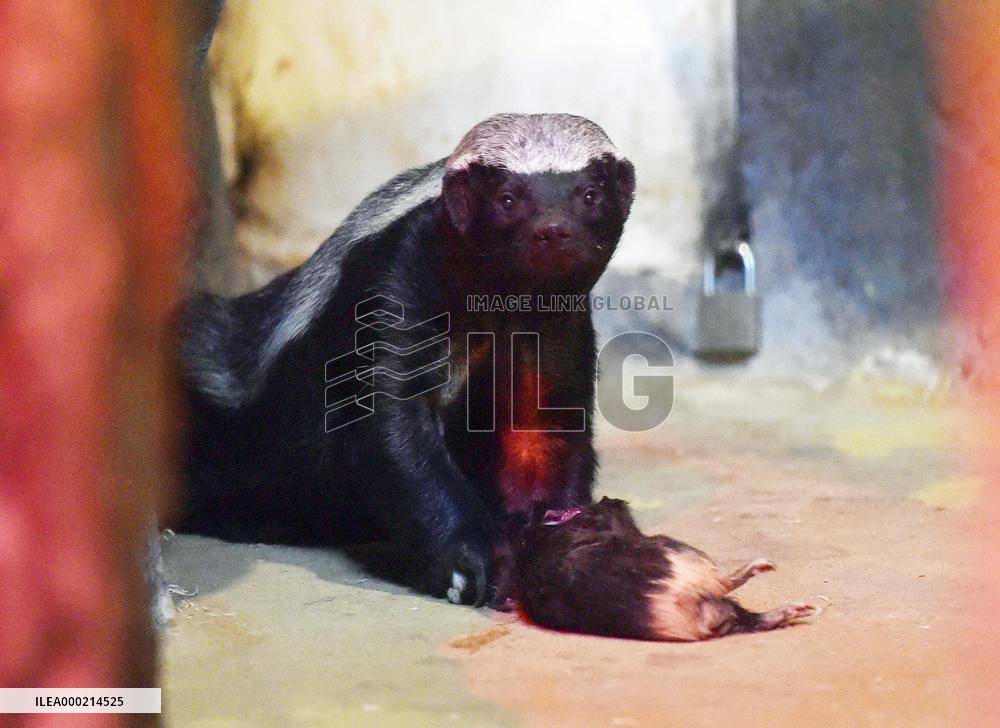 honey badger (Mellivora capensis)